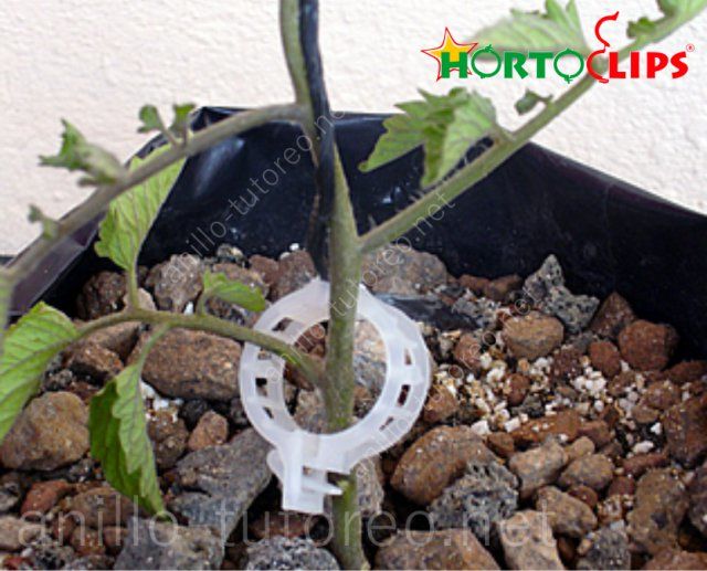 Anillo de tutore y rafia sosteniento planta de tomate joven