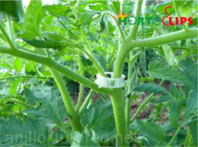 hortoclips Anillo de tutoreo para planta de tomate