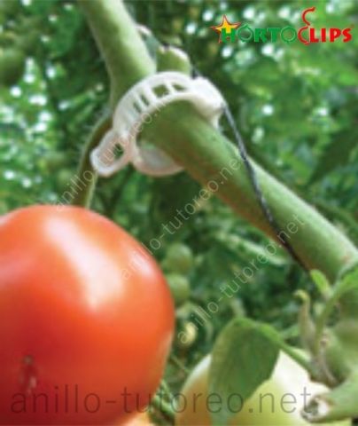Anillo tutor y rafia sosteniendo tallo de planta de tomate con fruto