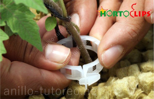 Colocación de anillo tutor a base de tallo en planta joven