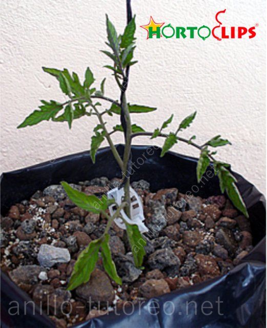 Planta de tomate tierna en maceta, preparada para entutorado holandés con rafia y anillo tutor