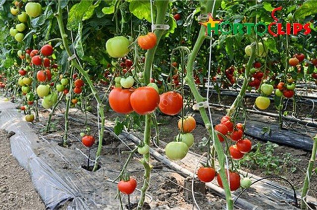 Plantas de tomate en sistema de tutoreo holandés
