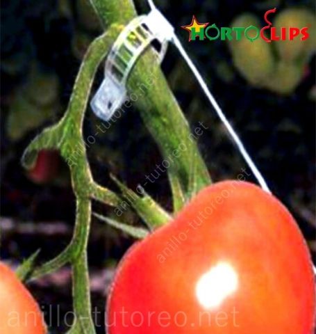 Tomate, pedúnculo y rafia close up sistema de cultivo holandés
