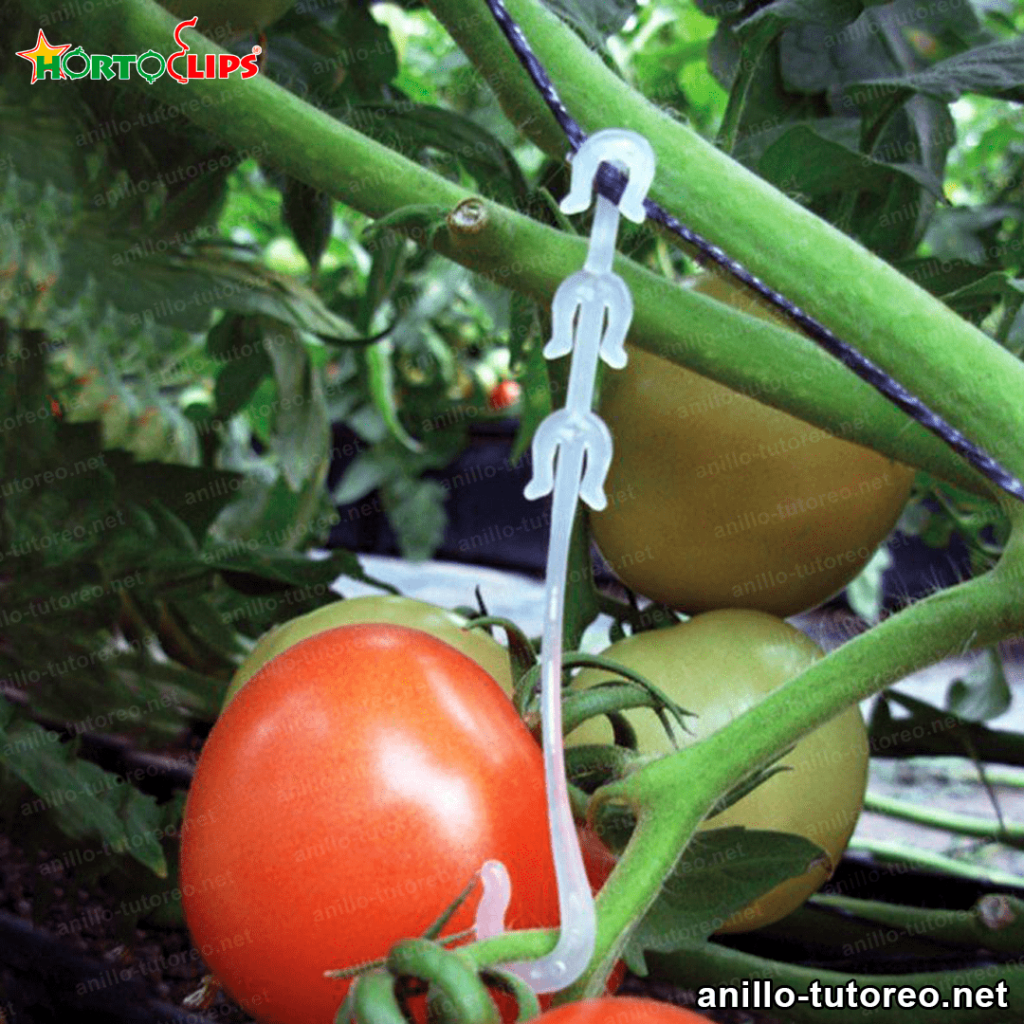 clips plásticos para cultivo de tomate 